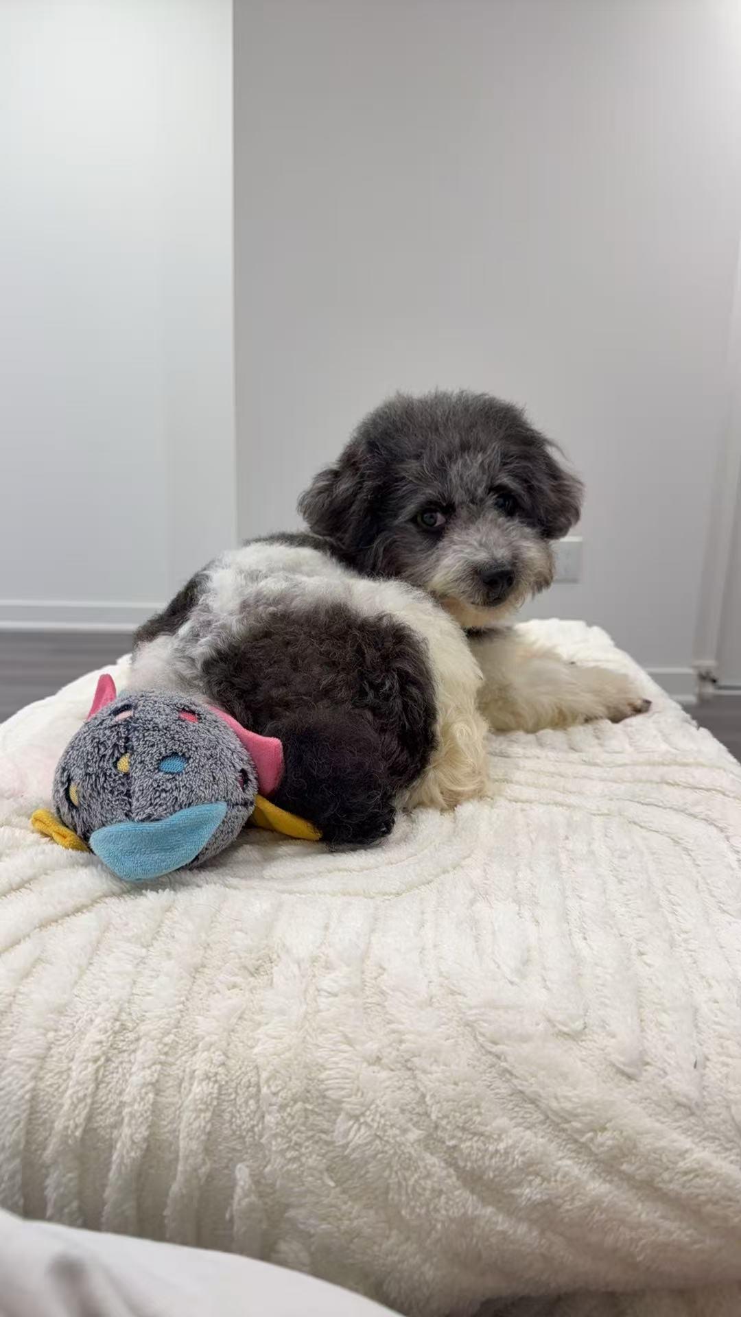Chico, a ADOPTABLE Miniature Poodle in Toronto, ON image 3/5