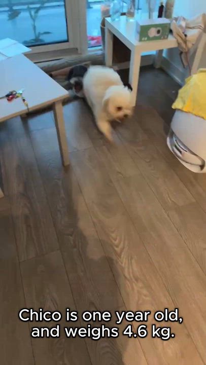 Enlarge Chico, a ADOPTABLE Miniature Poodle in Toronto, ON video 2/5