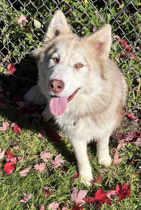 Fable, Adoptable, Young Female Siberian Husky.