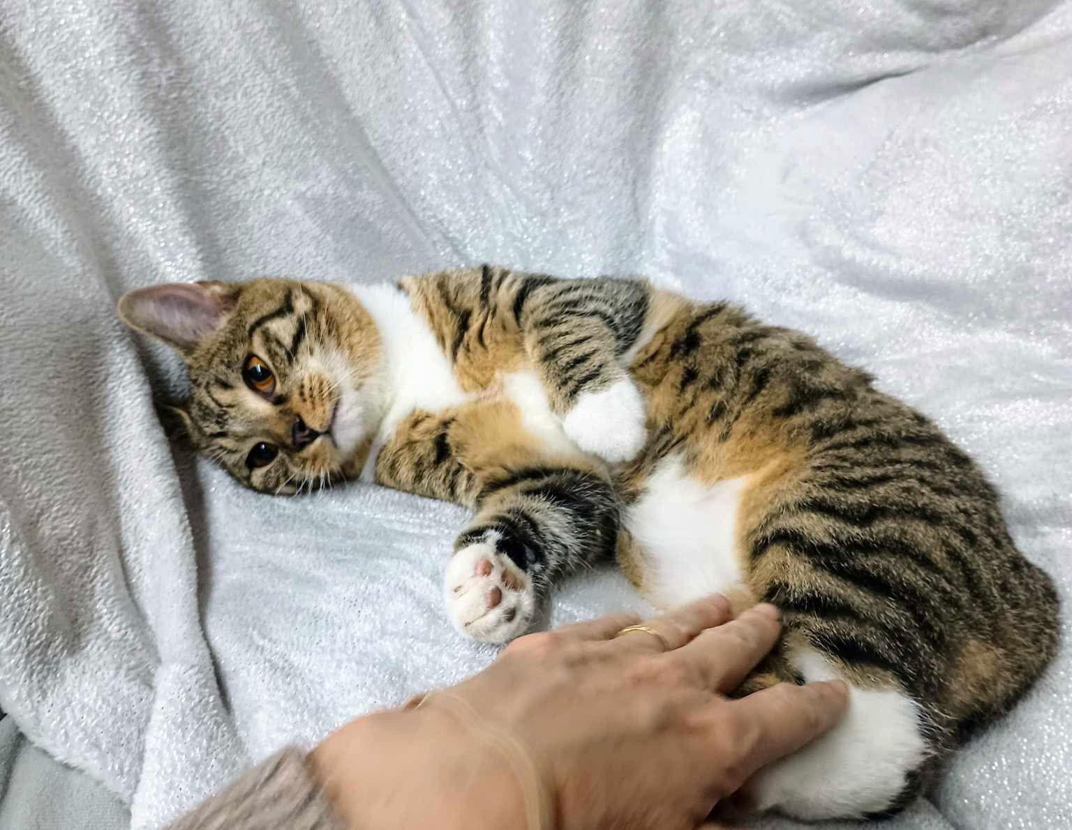 Fawn YOUNG MALE TABBY, a Adoptable mixed breed in Morehead, KY image 1/3