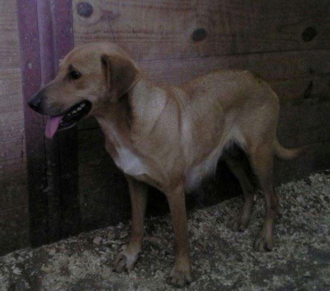 Enlarge Honey Bee, a Adoptable mixed breed in Floresville, TX image 1/1
