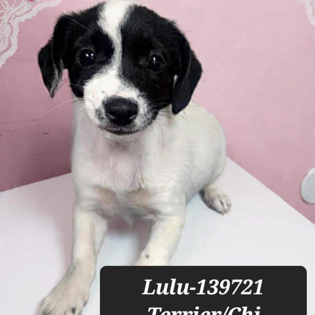 Enlarge Lulu, a Adoptable mixed breed in New Tazewell, TN image 1/1