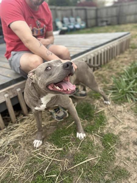 Enlarge Elsa, a Adoptable mixed breed in Terre Haute, IN image 1/6