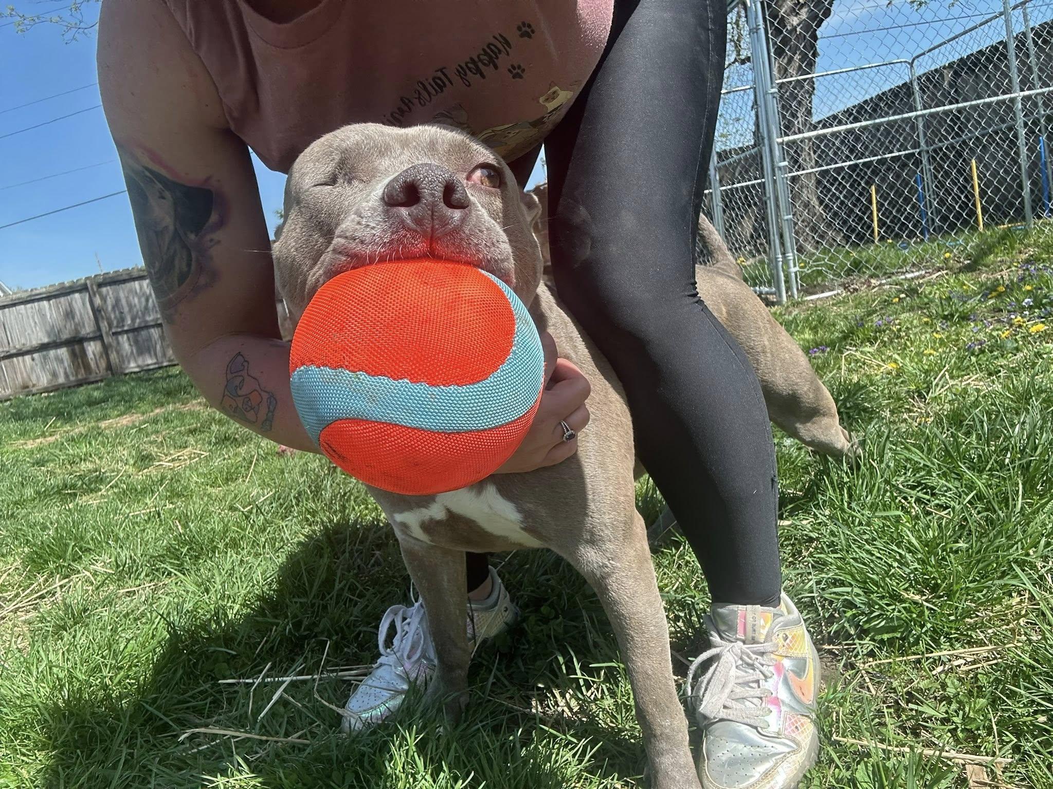 Enlarge Elsa, a Adoptable mixed breed in Terre Haute, IN image 6/6