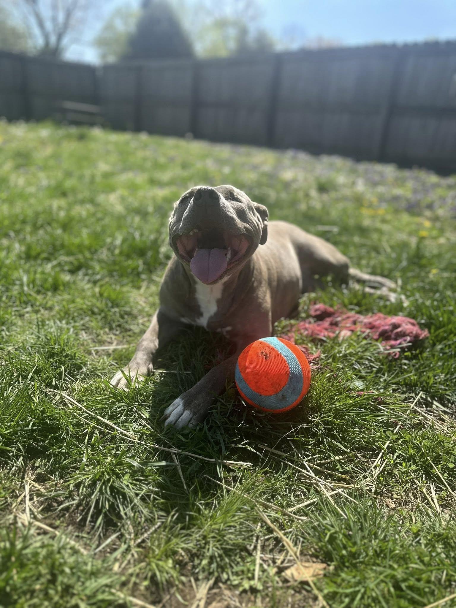 Enlarge Elsa, a Adoptable mixed breed in Terre Haute, IN image 3/6