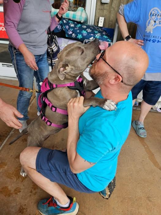 Elsa, Young Female Pit Bull Terrier