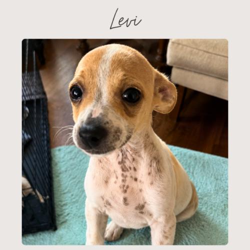 Enlarge LEVI, a Adopted mixed breed in San Juan Capistrano, CA image 1/1