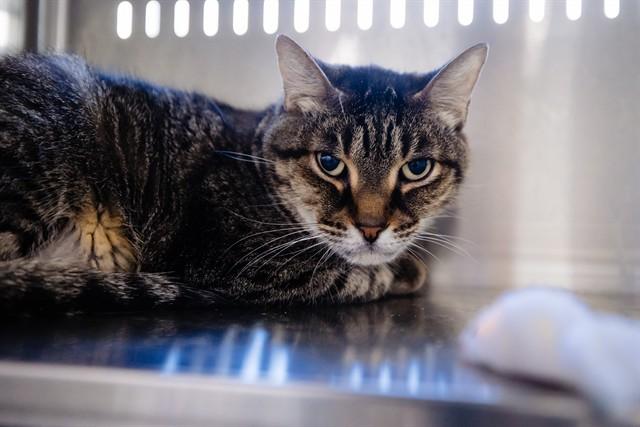 Enlarge CONGO, a Adoptable Domestic Short Hair in Orlando, FL image 1/1