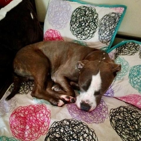 Max, a Adoptable Mixed Breed in Stamford, CT image 5/6