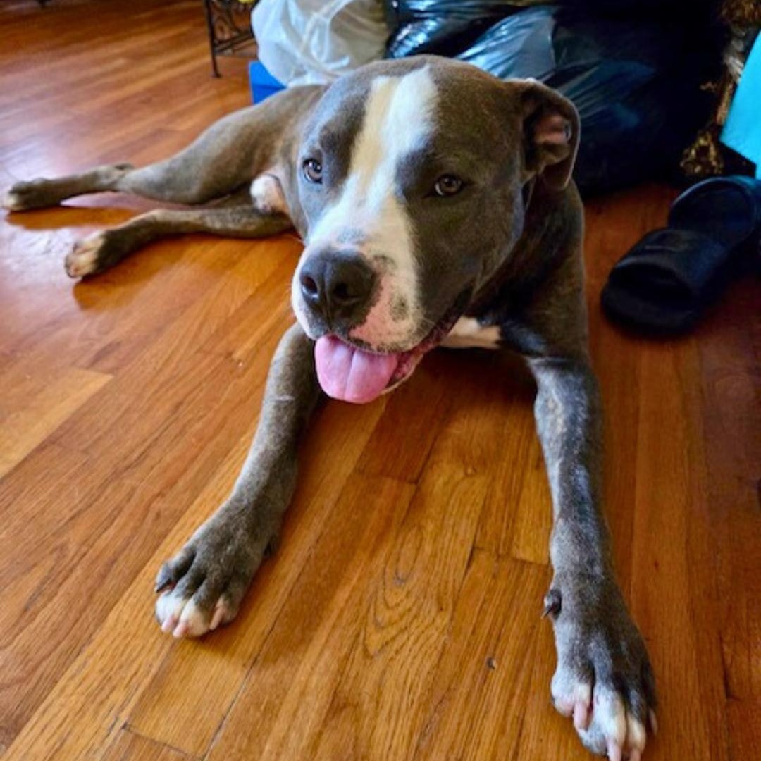 Mojito, Adult Male unknown