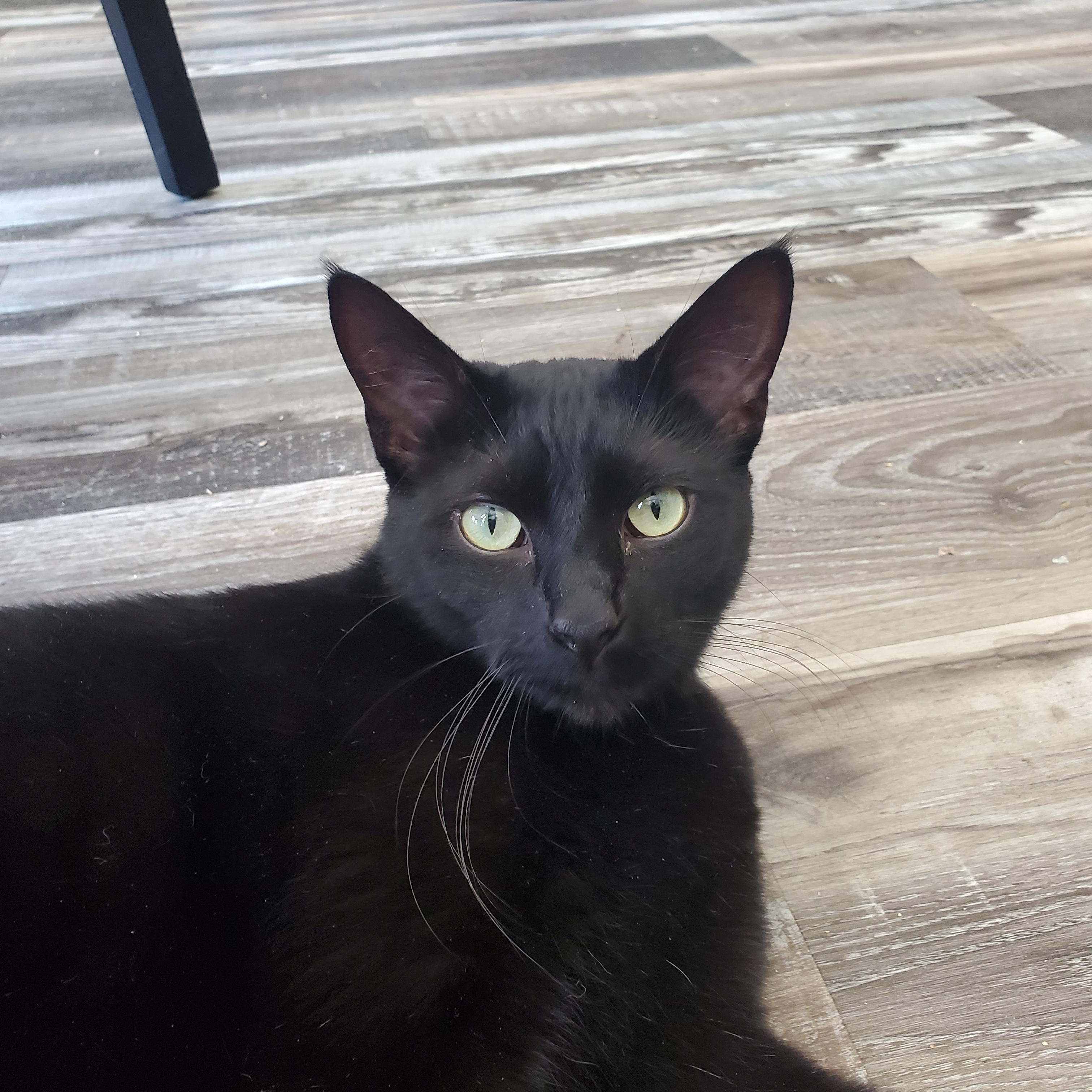 Ziggy, Adoptable, Adult Male Domestic Short Hair.