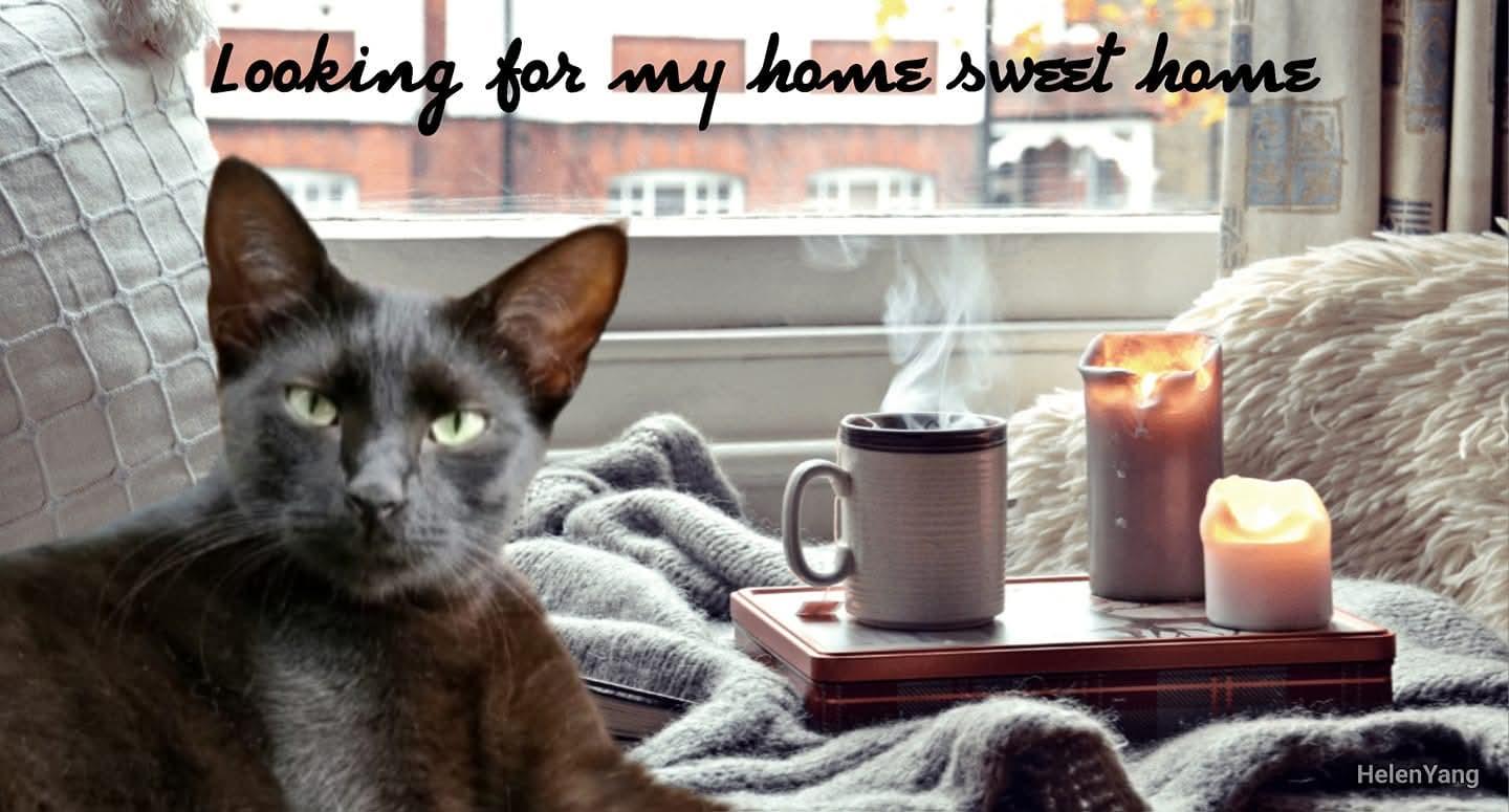 Ziggy, a Adoptable Domestic Short Hair in Camden, TN image 2/6