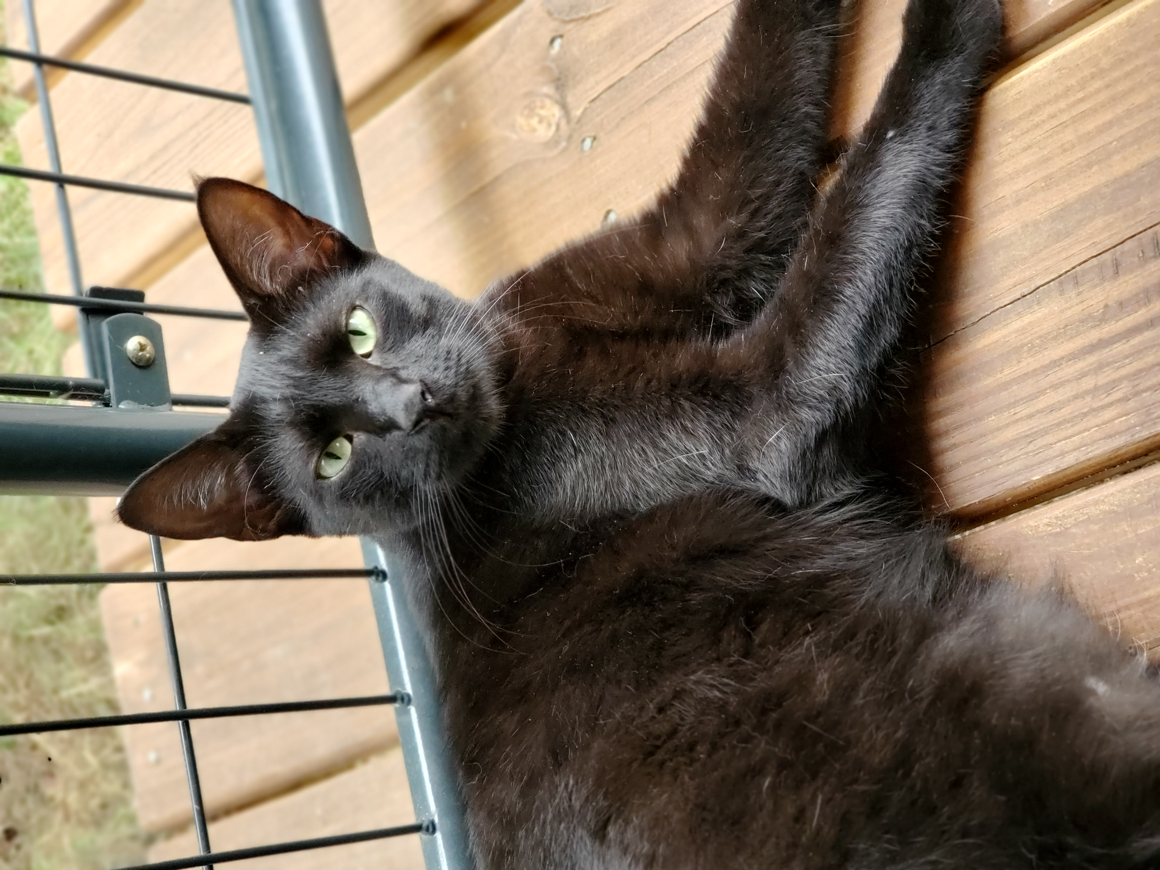 Ziggy, Adoptable, Adult Male Domestic Short Hair.