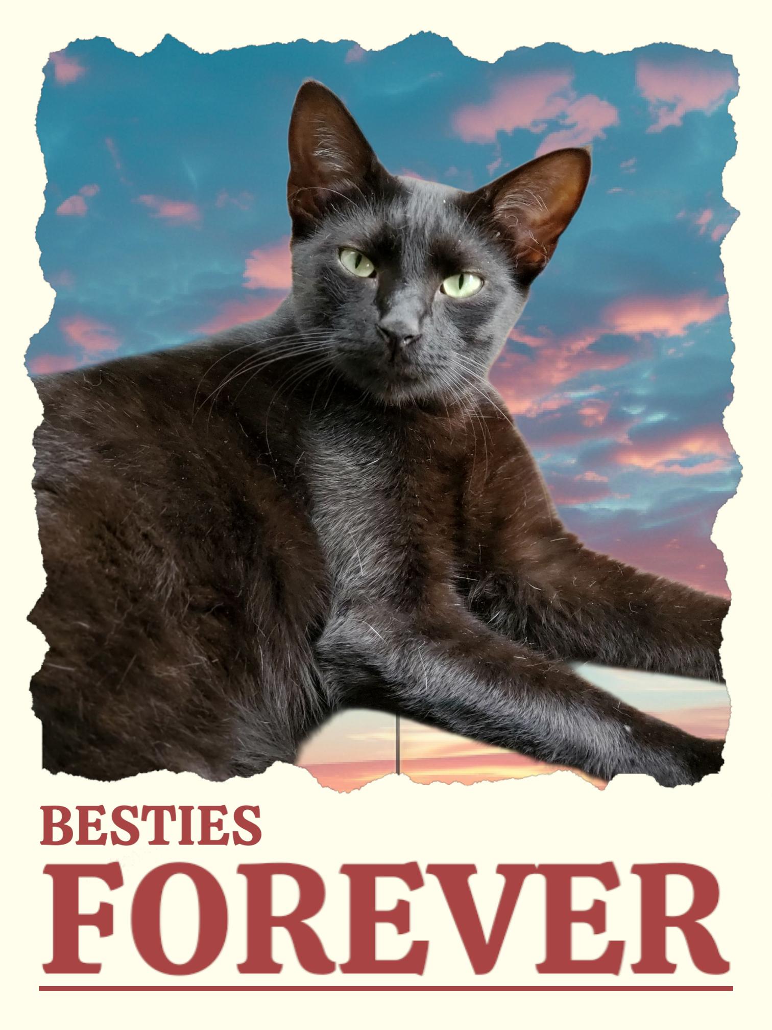 Ziggy, a Adoptable Domestic Short Hair in Camden, TN image 4/6