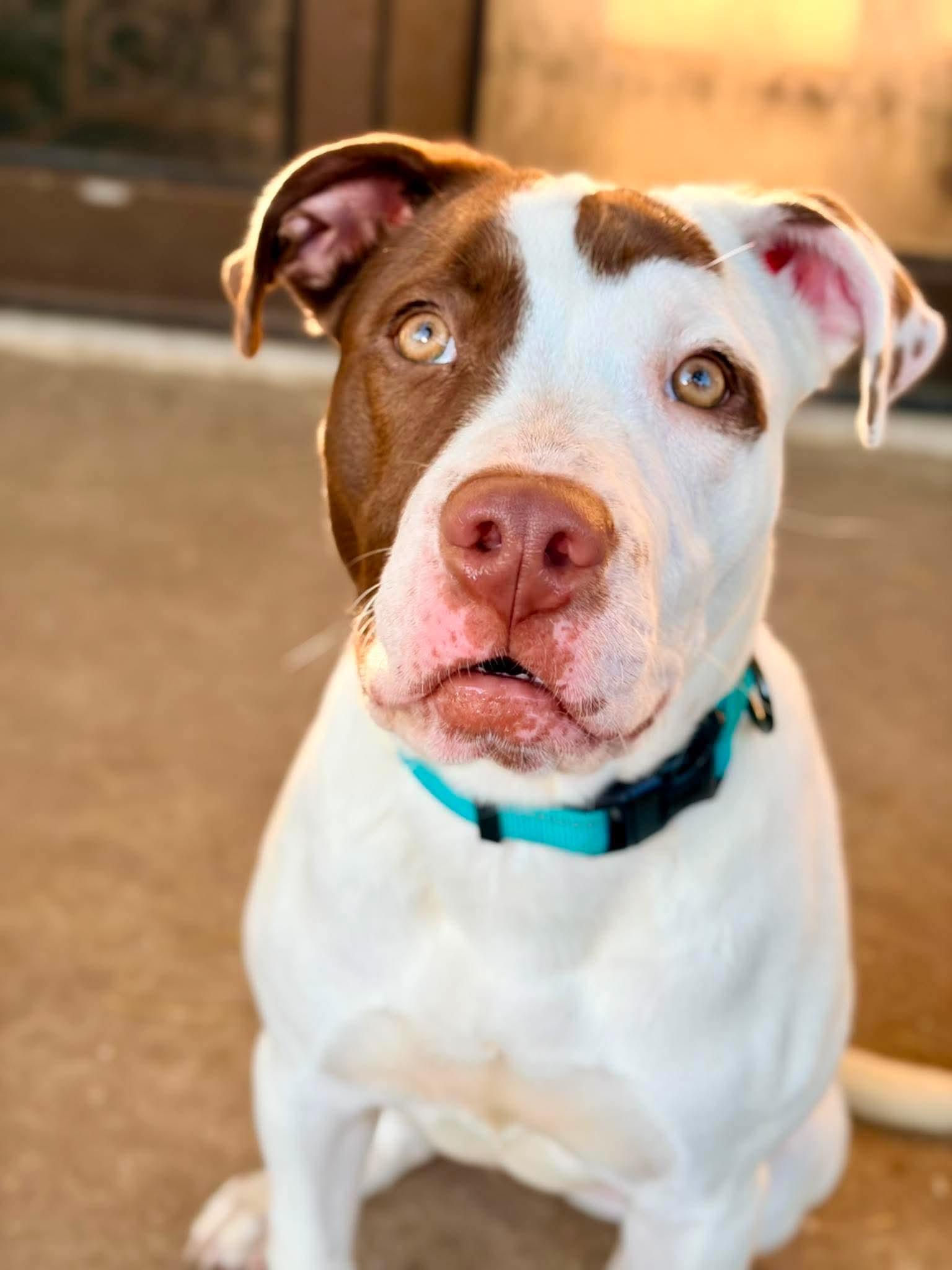 Enlarge Georgie, an adopted mixed breed in INDIANAPOLIS, IN image 3/6