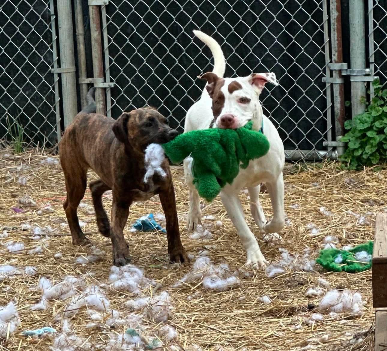 Enlarge Georgie, an adopted mixed breed in INDIANAPOLIS, IN image 6/6