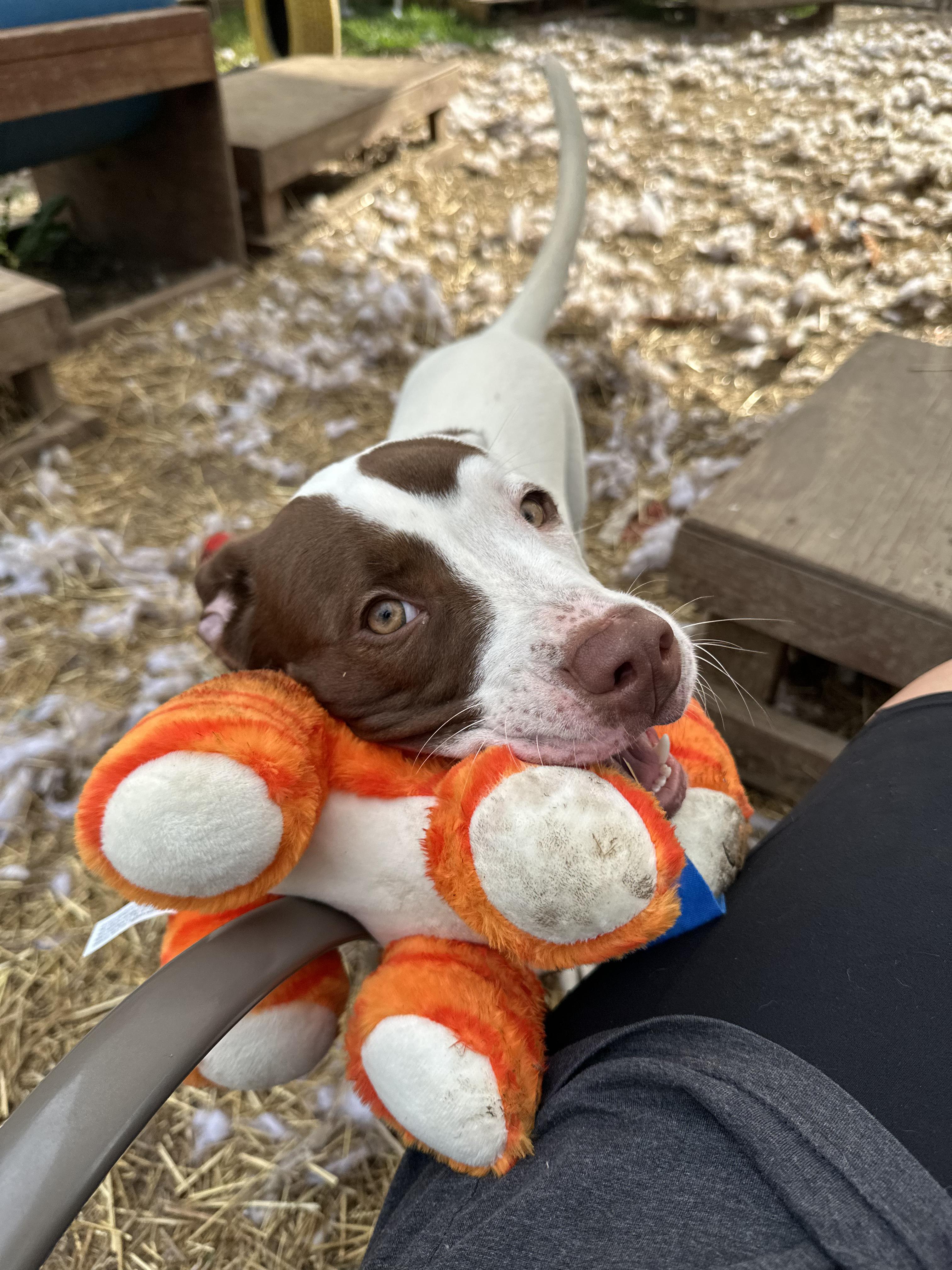 Enlarge Georgie, an adopted mixed breed in INDIANAPOLIS, IN image 5/6