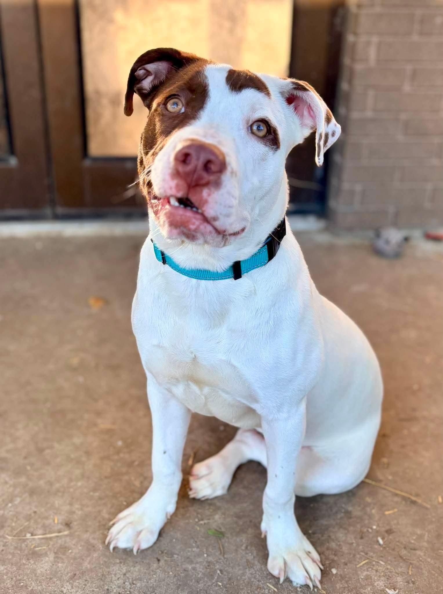 Enlarge Georgie, an adopted mixed breed in INDIANAPOLIS, IN image 2/6