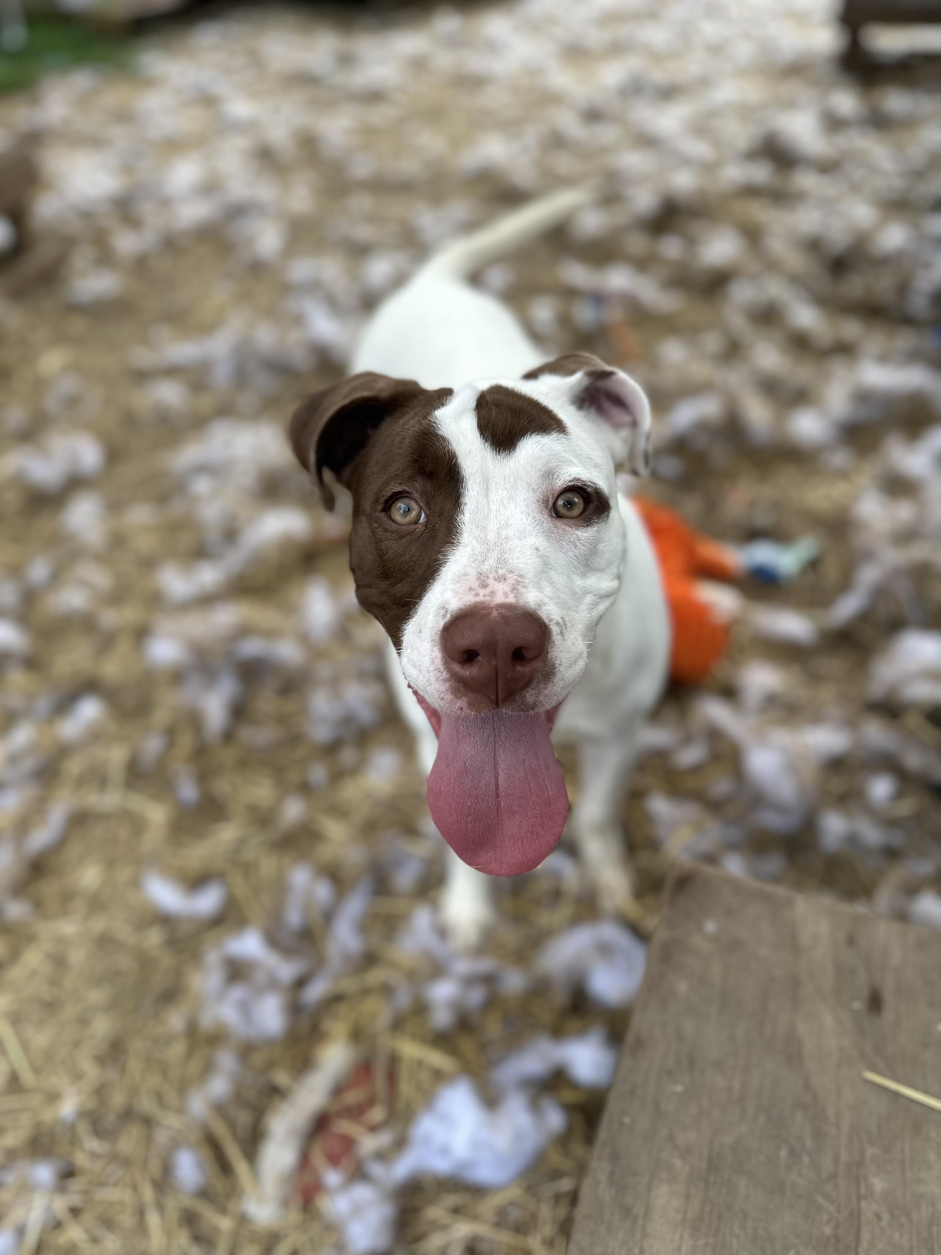 Enlarge Georgie, an adopted mixed breed in INDIANAPOLIS, IN image 4/6