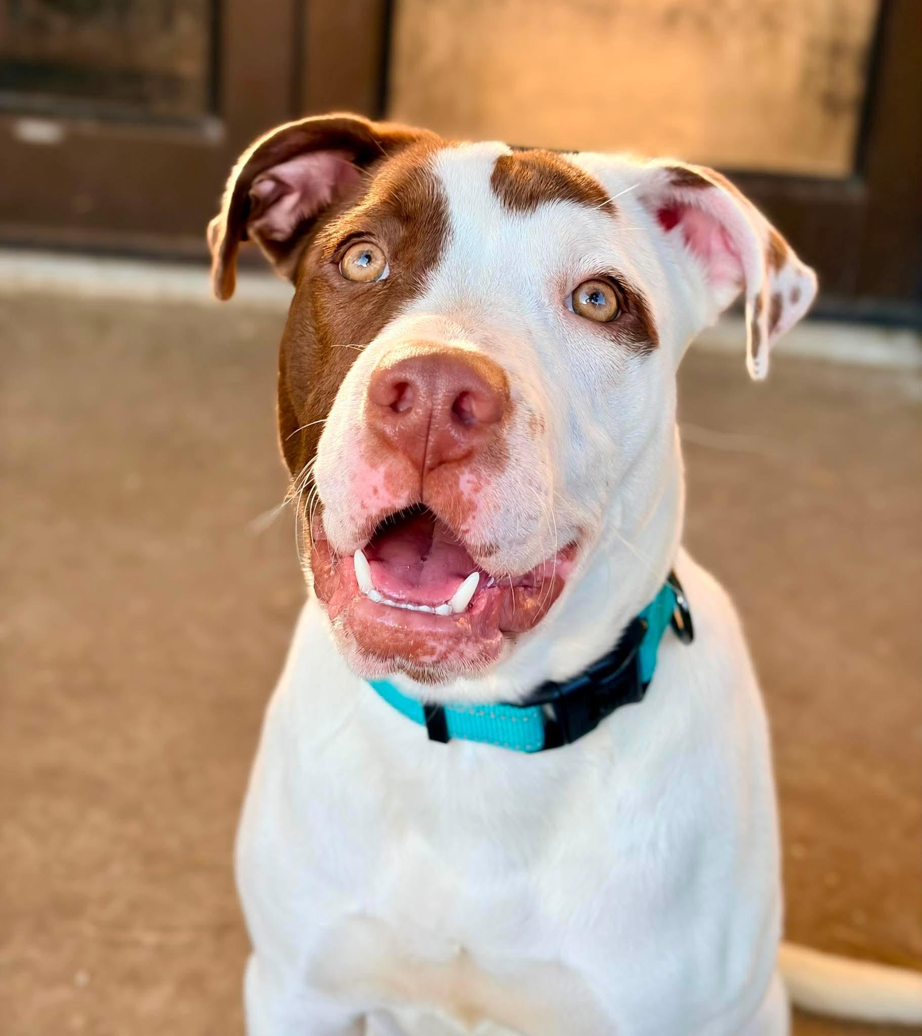 Georgie, adopted, Young Female American Bulldog.