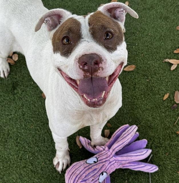 GRACY, Adoptable, Adult Female Mixed Breed.