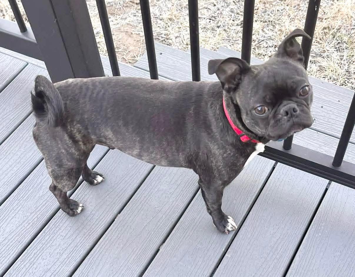 Enlarge Spider Man, a Adoptable Boston Terrier in Muskogee, OK image 1/4