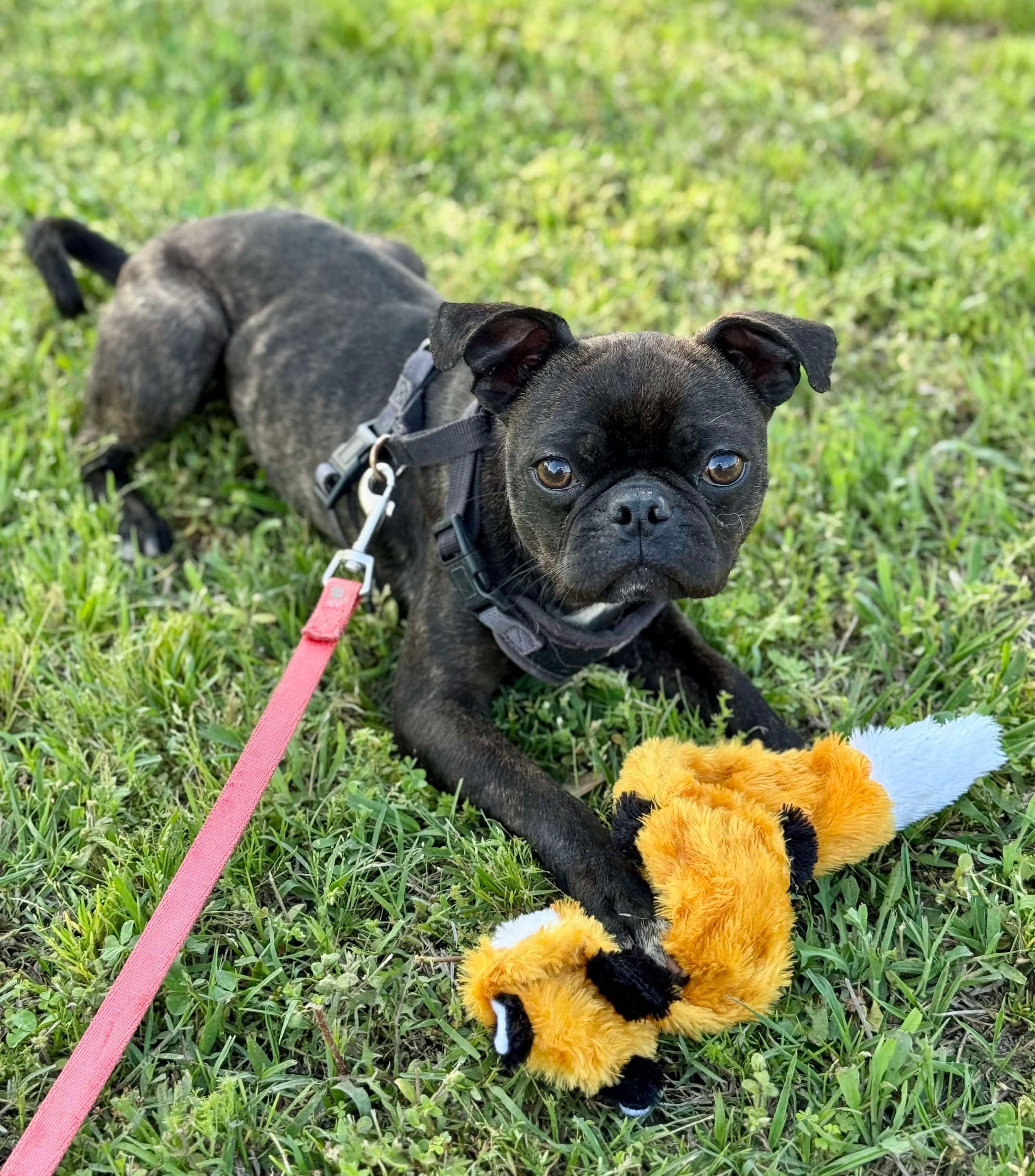 Enlarge Spider Man, a Adoptable Boston Terrier in Muskogee, OK image 3/4