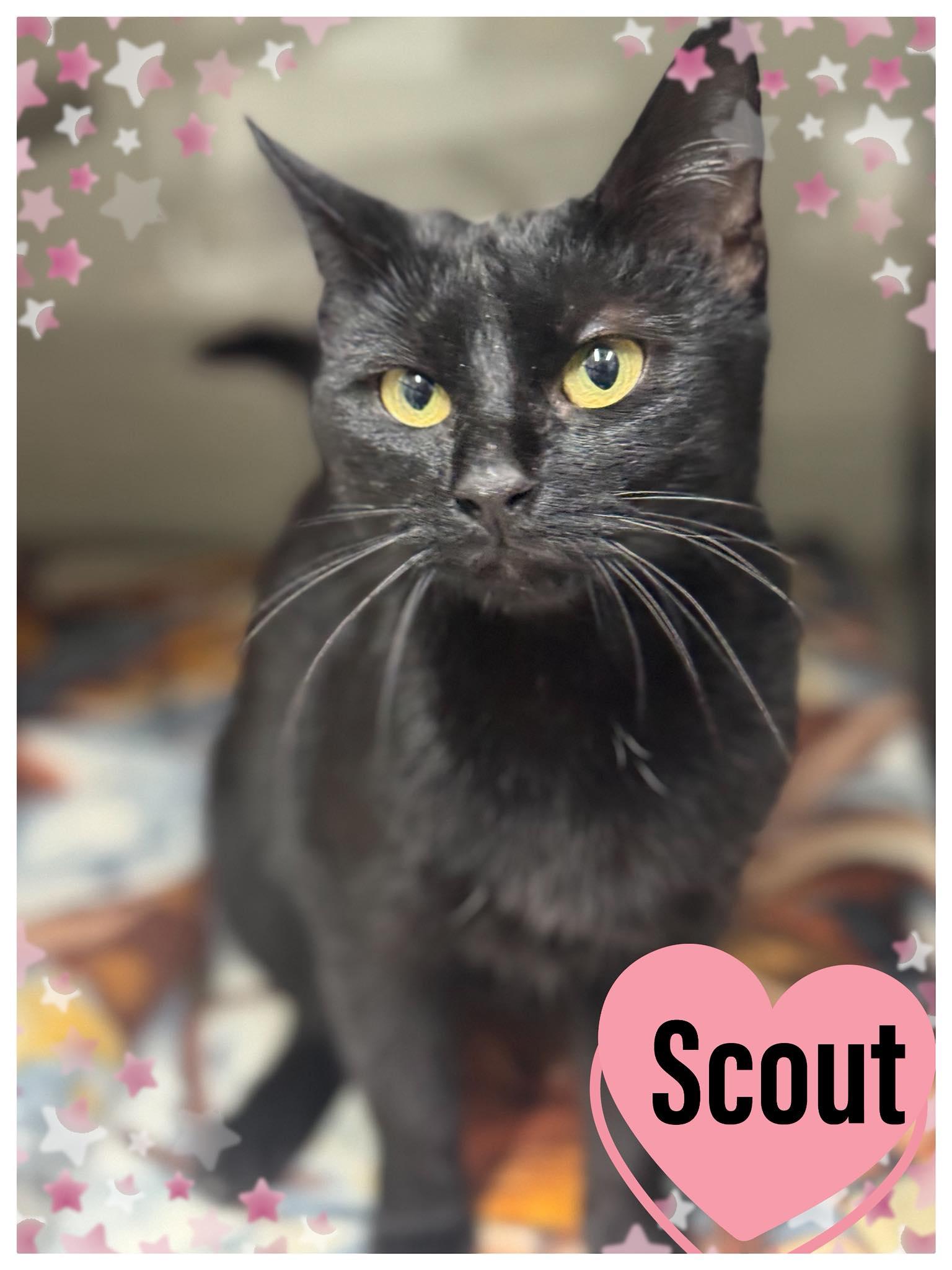 Scout, Adoptable, Adult Male Domestic Short Hair.