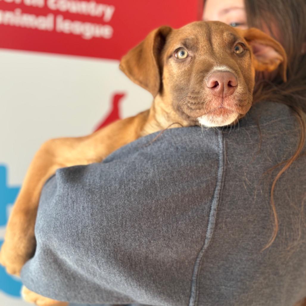 Gabriel, Adoptable, Puppy Male Mixed Breed.