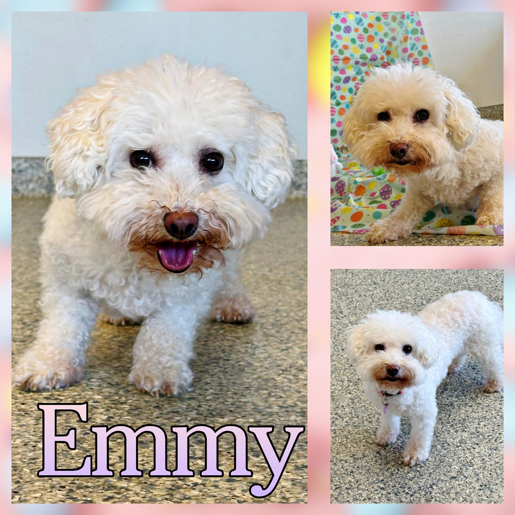 Emmy (formerly Pipsy), ADOPTABLE, Adult Female Bichon Frise.