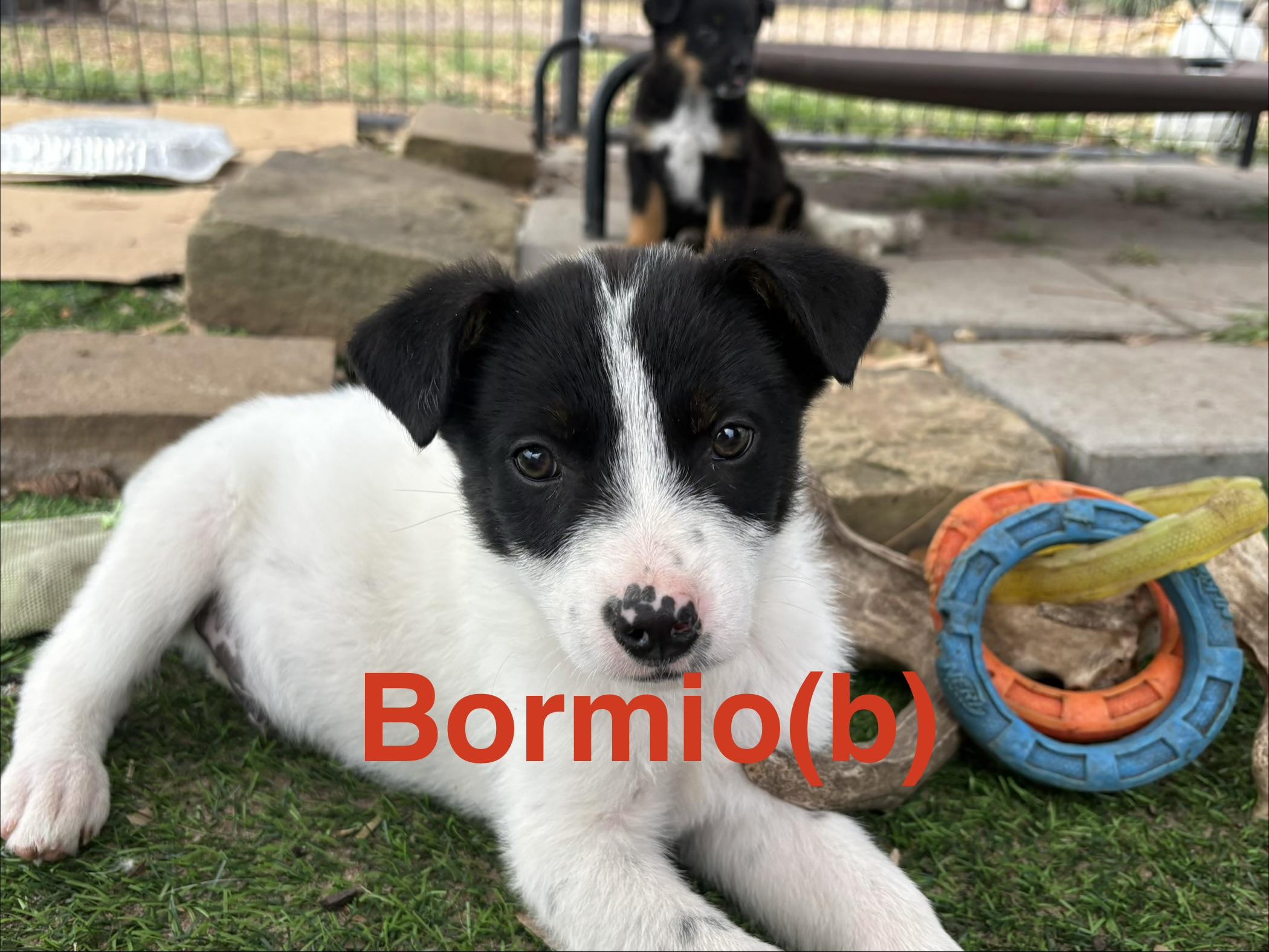 Enlarge Bormino, a Adoptable mixed breed in Whiting, NJ image 1/1