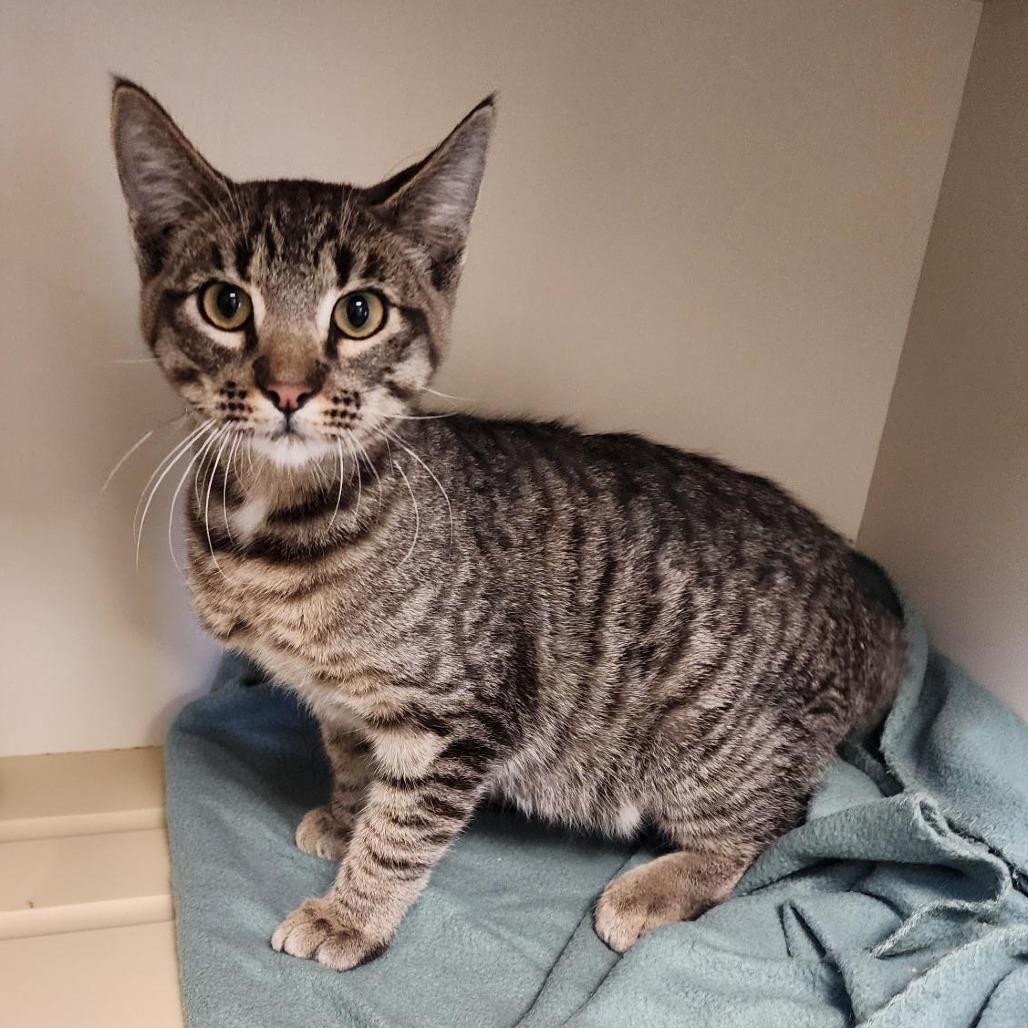 Button, a Adoptable Domestic Short Hair in Cody, WY image 1/3