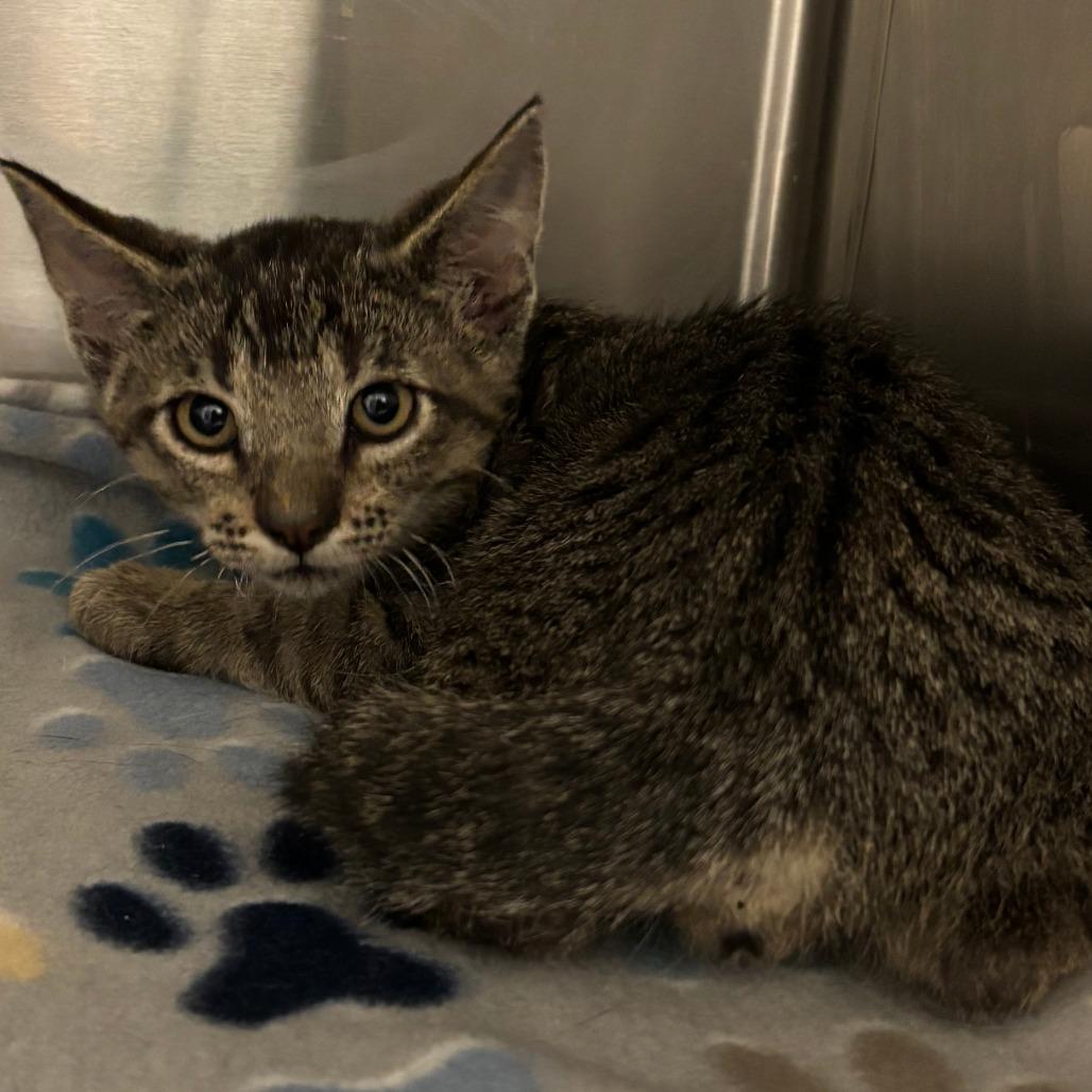 Button, a Adoptable Domestic Short Hair in Cody, WY image 2/3