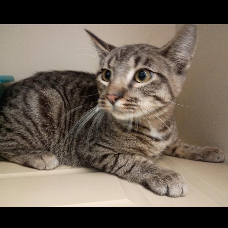 Button, a Adoptable Domestic Short Hair in Cody, WY image 3/3