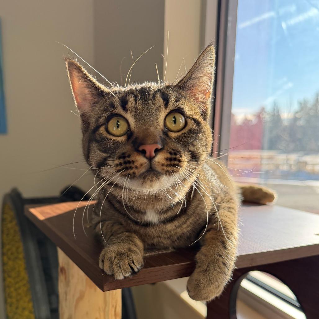 Enlarge Button, a Adoptable Domestic Short Hair in Cody, WY image 4/4