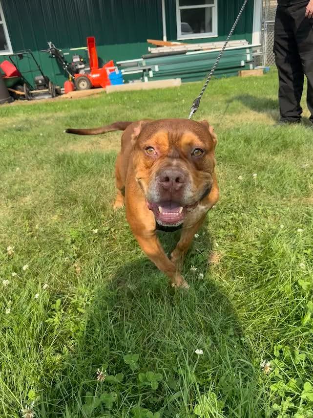 Enlarge Koda, a Adoptable American Bully in Glenfield, NY image 1/2