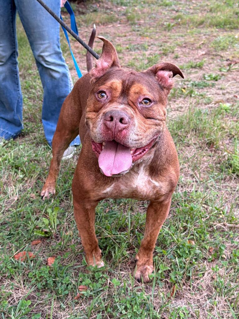 Enlarge Koda, a Adoptable American Bully in Glenfield, NY image 2/2