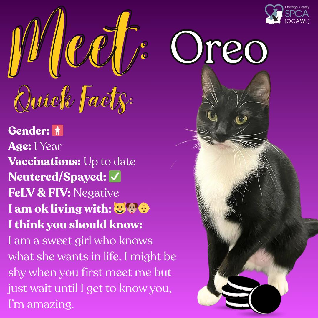 Oreo, a ADOPTABLE Tuxedo in Fulton, NY image 1/4