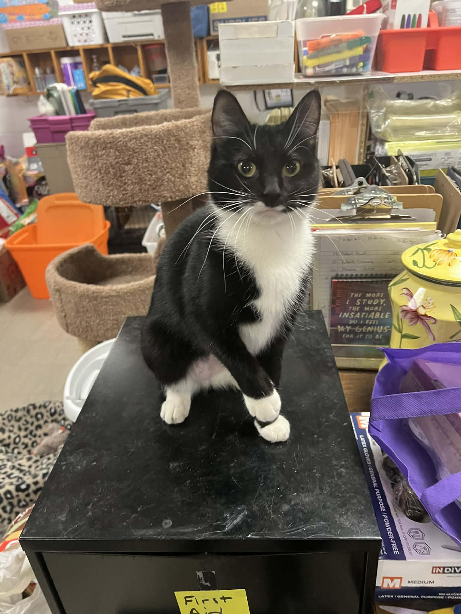 Oreo, a ADOPTABLE Tuxedo in Fulton, NY image 3/4