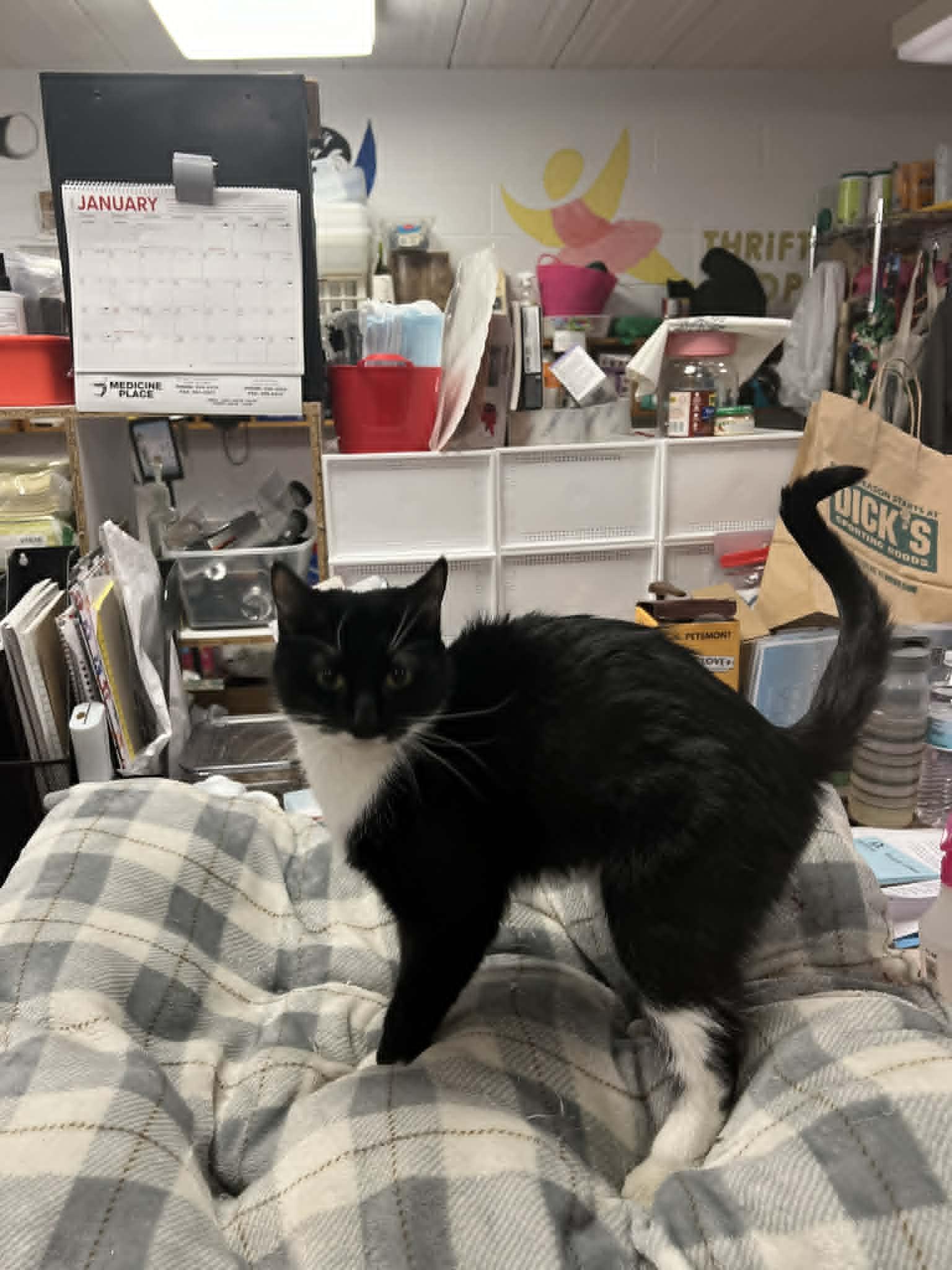 Oreo, a ADOPTABLE Tuxedo in Fulton, NY image 2/4