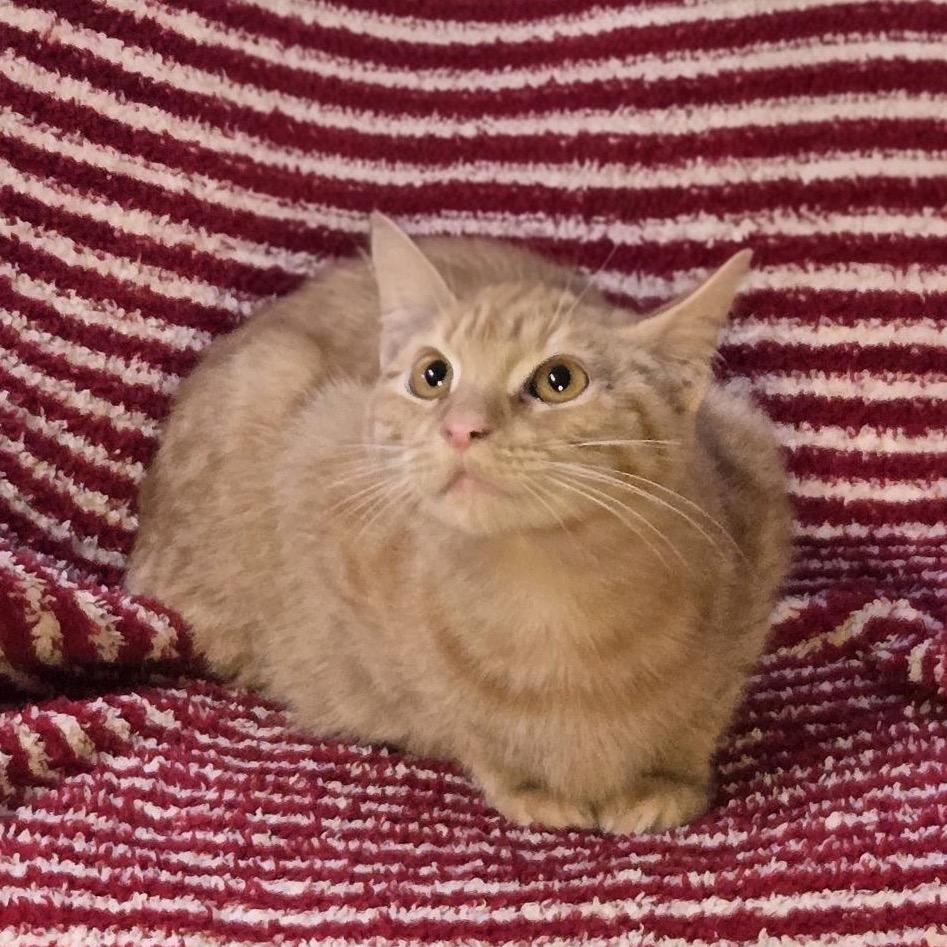 Pumpkin, a Adoptable Domestic Short Hair in Hattiesburg, MS image 1/2