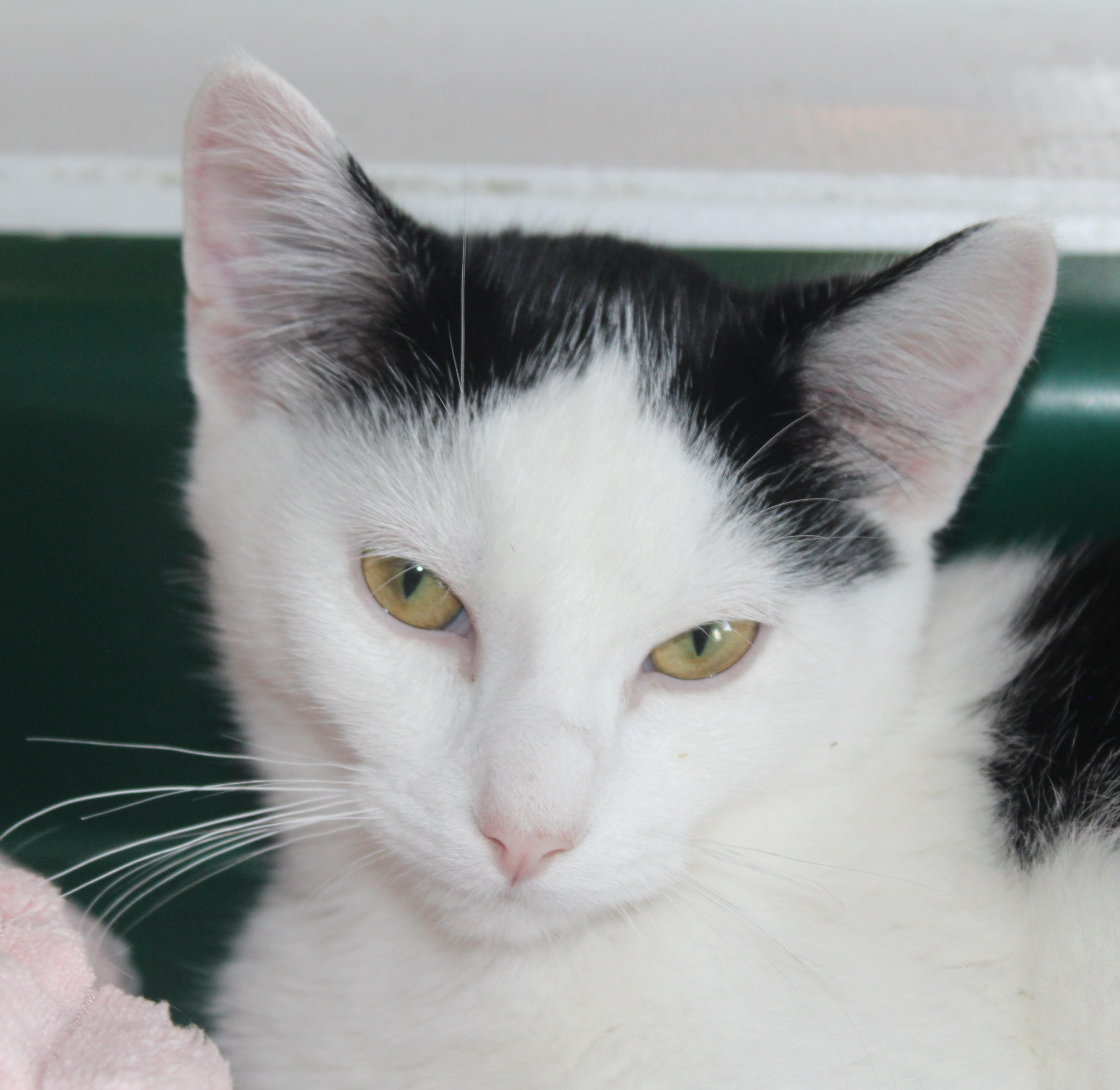 Mo, an adopted mixed breed in Huron, SD image 3/4