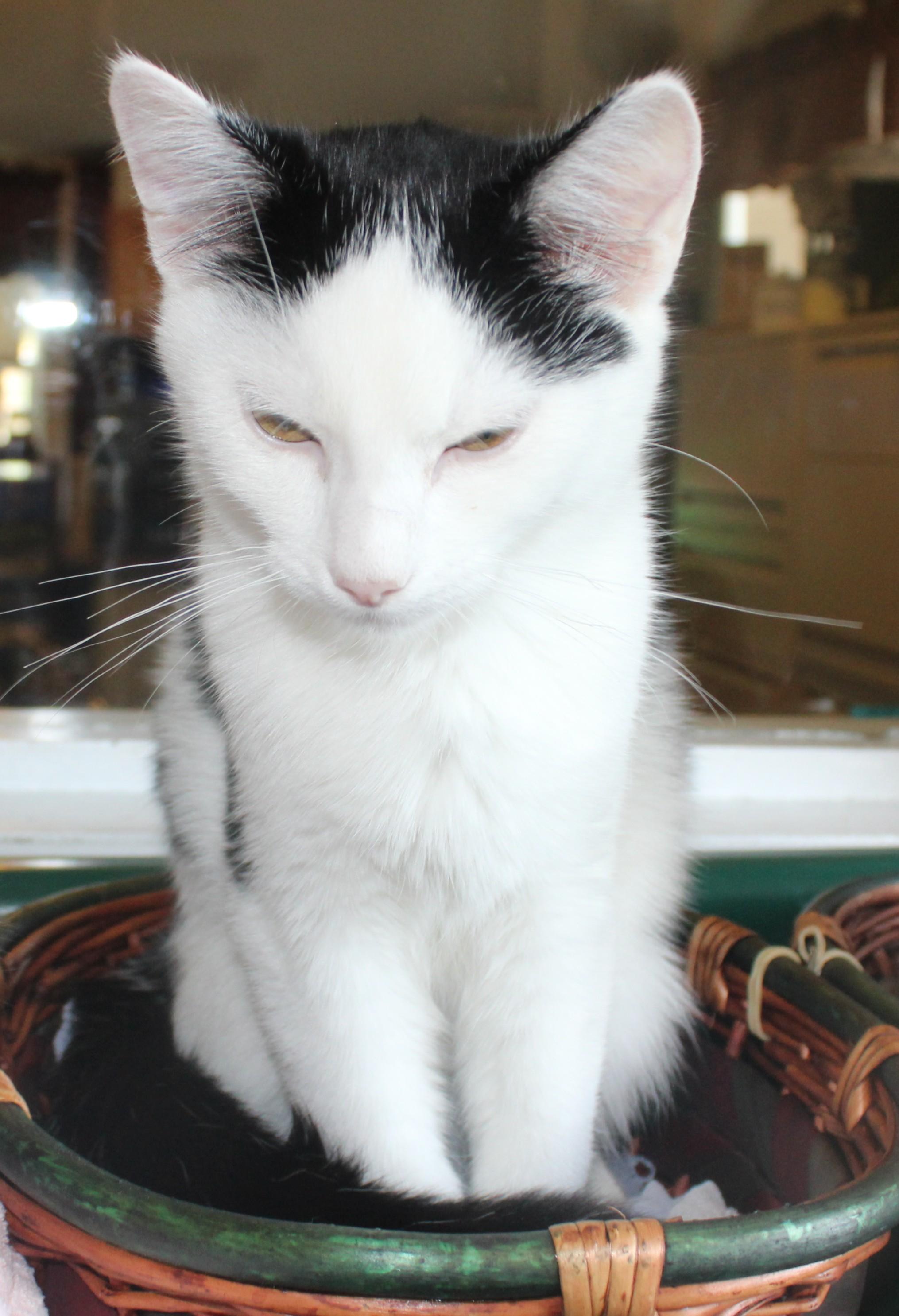 Mo, an adopted mixed breed in Huron, SD image 4/4