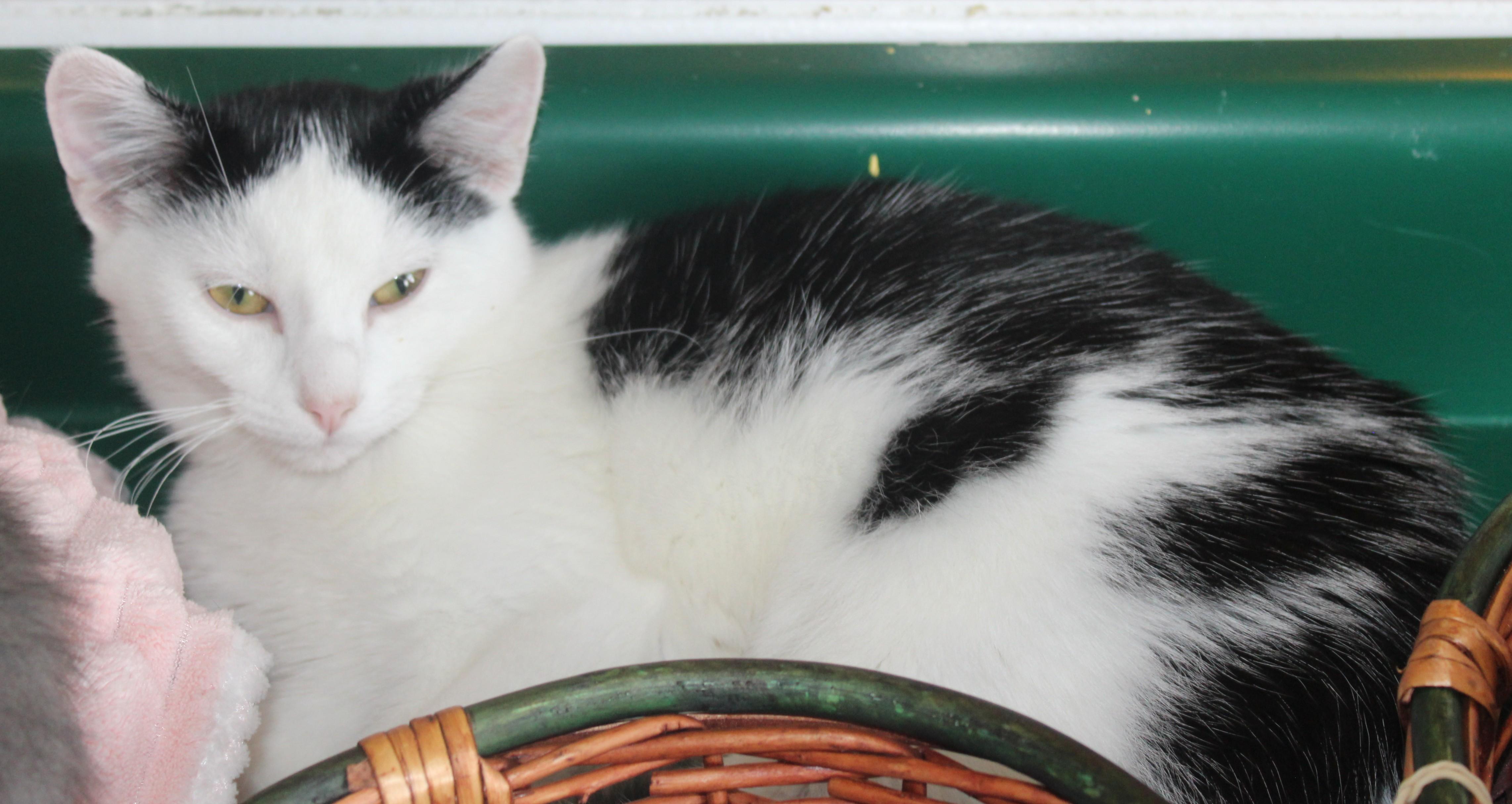 Mo, adopted, Young Male Domestic Short Hair.