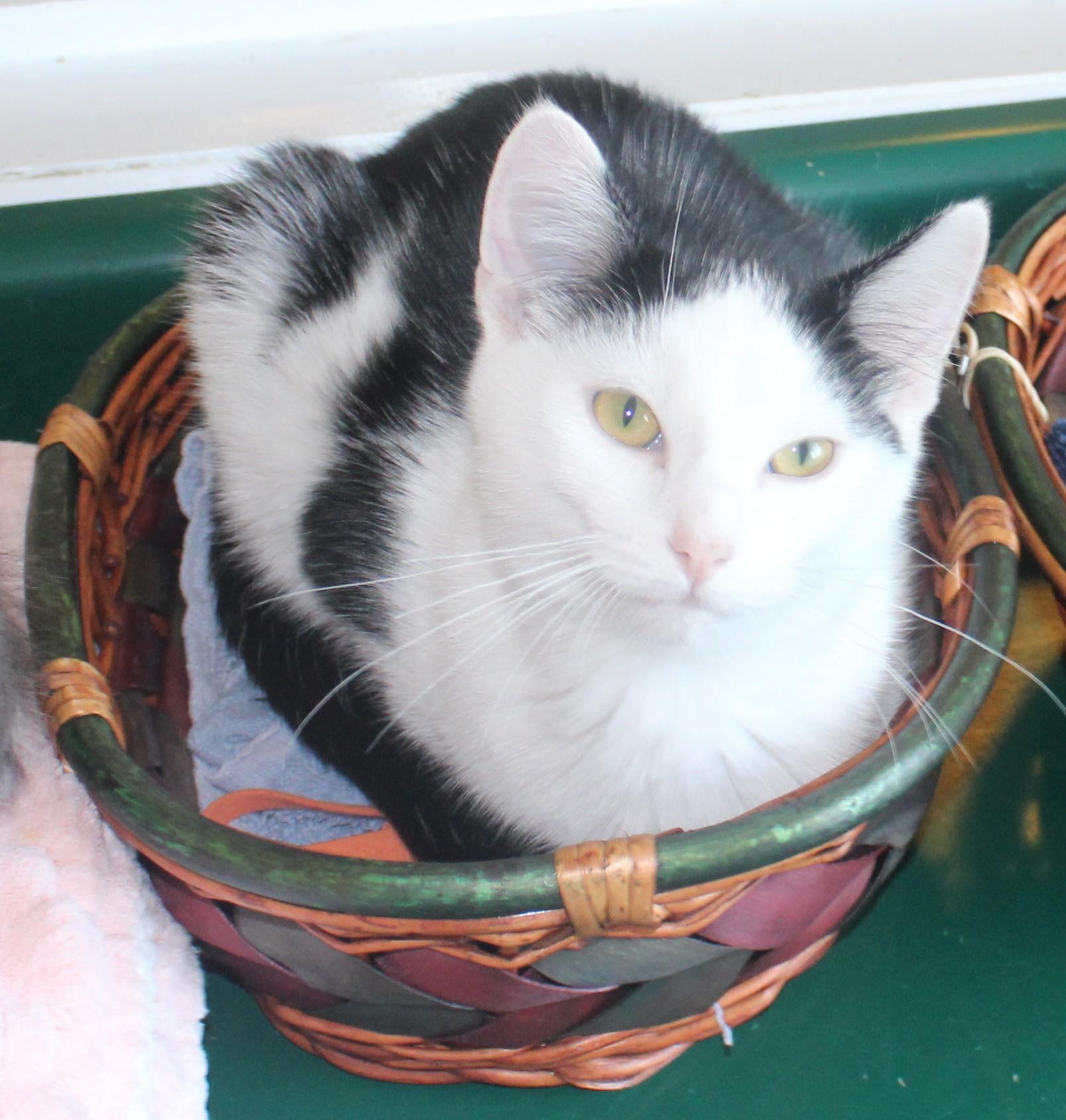 Mo, an adopted mixed breed in Huron, SD image 2/4