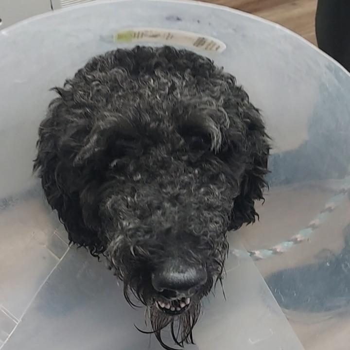 Hunks, Adoptable, Adult Male Standard Poodle & Standard Poodle.