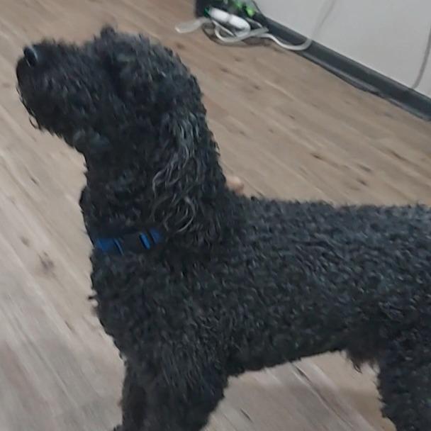 Enlarge Hunks, a Adoptable mixed breed in Newnan, GA image 2/6