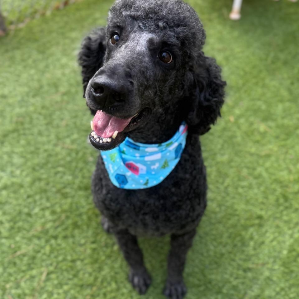 Enlarge Hunks, a Adoptable mixed breed in Newnan, GA image 5/6