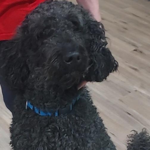 Enlarge Hunks, a Adoptable mixed breed in Newnan, GA image 6/6