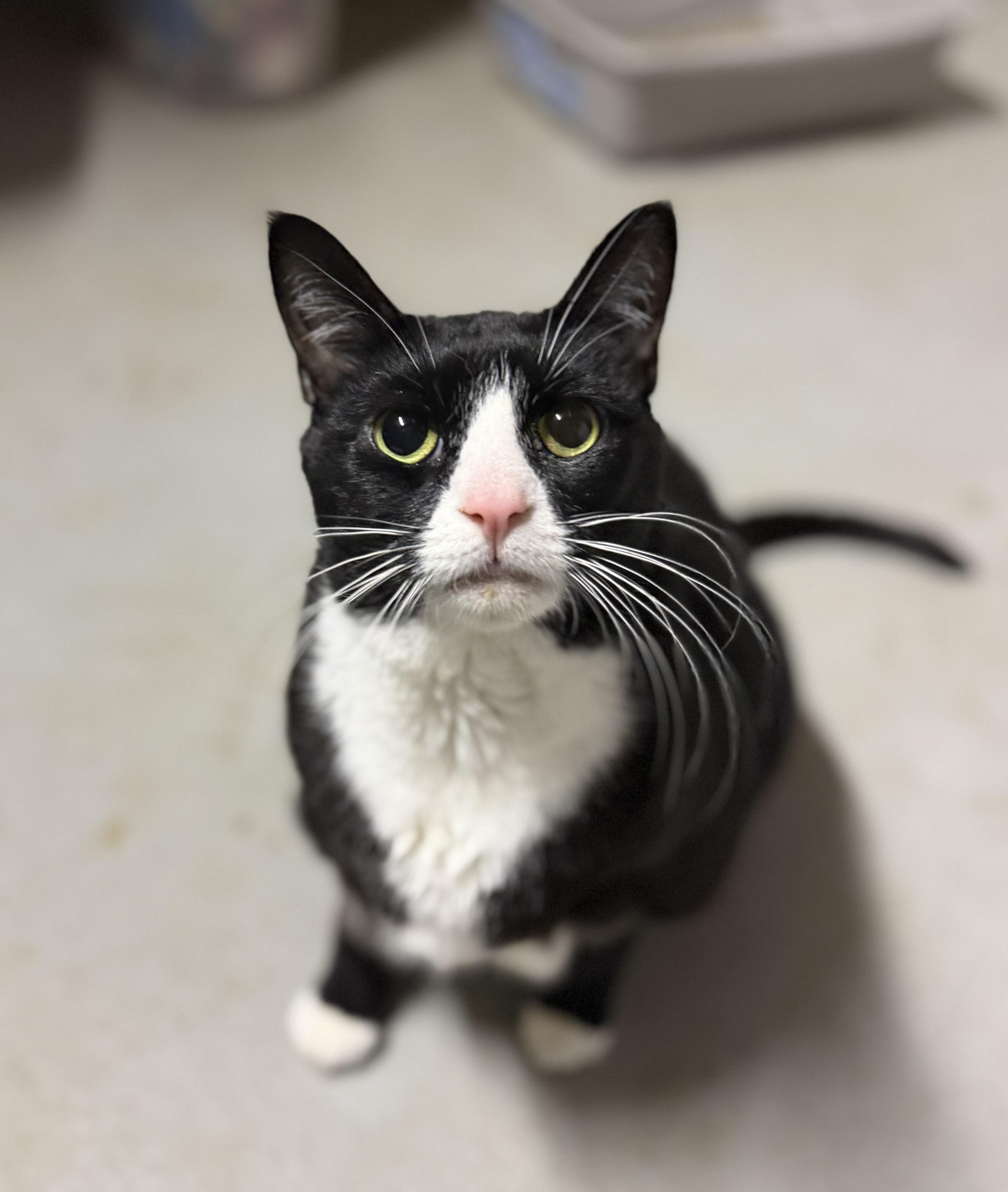 Enlarge Backhoe Betty, a ADOPTABLE Domestic Short Hair in Medford, NJ image 2/2